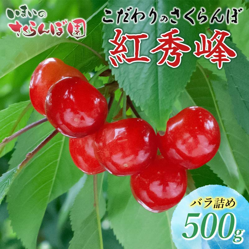【令和8年産先行予約】 こだわりのさくらんぼ 「紅秀峰」 (2Lサイズ以上)バラ詰め 500g いまいのさくらんぼ園 K-835山形県鶴岡市14000果物・フルーツ