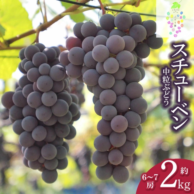 【令和7年産先行予約】鶴岡市産 スチューベン 約2kg(6房〜7房) 中粒ぶどう カラフルぶどう園山形県鶴岡市13000果物・フルーツ
