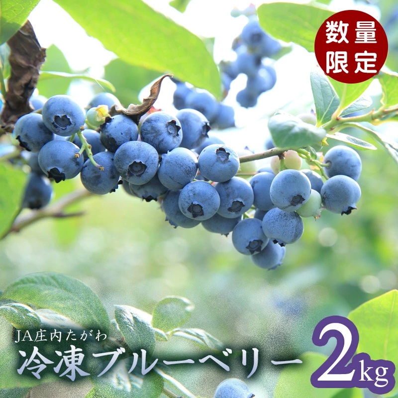 令和7年産【数量限定】JA庄内たがわの庄内産 冷凍ブルーベリー 2kg 【K-739】山形県鶴岡市15000果物・フルーツその他 果物・フルーツ