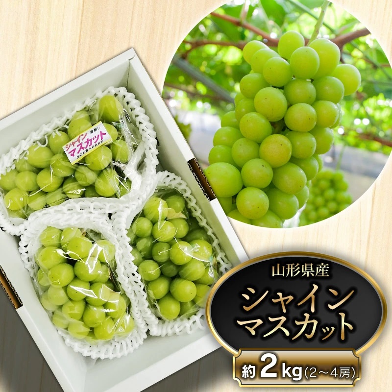 【令和7年産先行予約】鶴岡市産 シャインマスカット 約2kg(2〜4房)  齋藤農園(齋藤 英喜)山形県鶴岡市17500果物・フルーツ