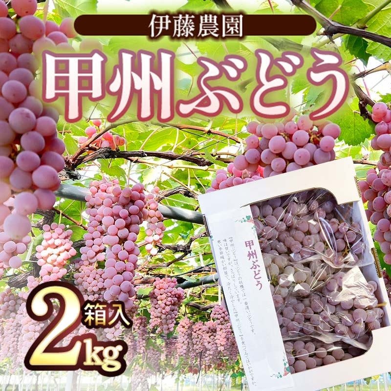 【令和7年産】 甲州ぶどう 2kg箱入(4〜6房) 山形県鶴岡産 伊藤農園山形県鶴岡市9000果物・フルーツ