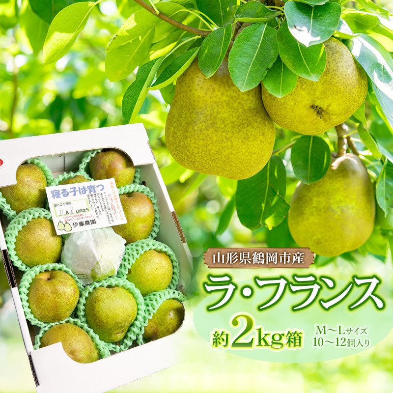 【令和7年産 先行予約】ラ・フランス 2kg箱入り M〜Lサイズ(10〜12個入り) 伊藤農園山形県鶴岡市9000果物・フルーツりんご・梨