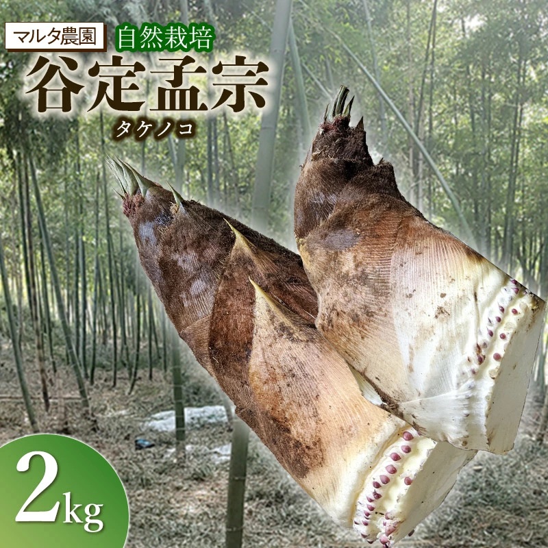 【令和8年産 先行予約】自然栽培 谷定孟宗(タケノコ)2kg マルタ農園 筍 竹の子山形県鶴岡市9000野菜・きのこその他 野菜
