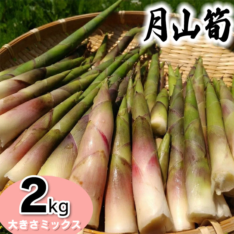 【令和8年産先行予約】月山筍(ネマガリダケ) サイズミックス2kg がっさん たけのこ 鶴岡市朝日東部地区自治振興会山形県鶴岡市12000野菜・きのこその他 野菜