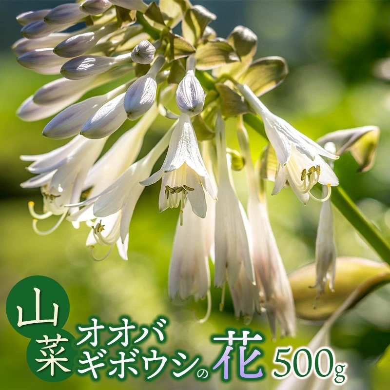 【令和8年発送】山菜 オオバギボウシの花 500g グレイスファーム山形県鶴岡市10500野菜・きのこその他 野菜