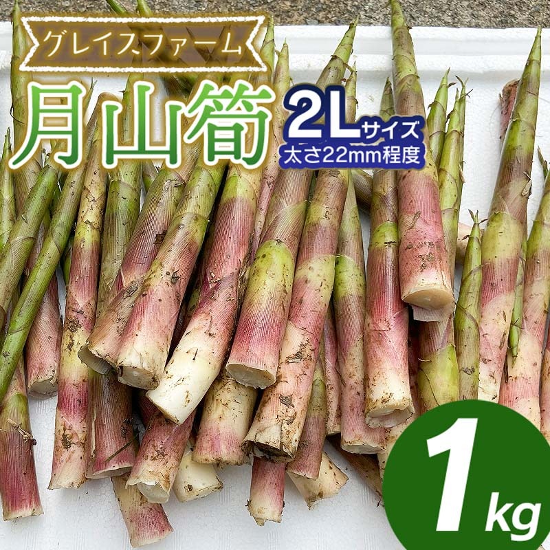 【令和8年産先行予約】月山筍 2Lサイズ 1kg 山形県鶴岡産 グレイスファーム山形県鶴岡市18000野菜・きのこその他 野菜