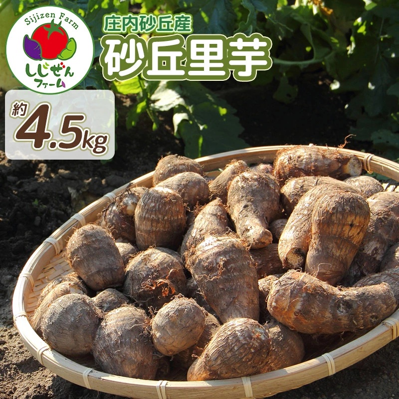 【令和7年産先行予約】 庄内砂丘産 砂丘里芋 約4.5Kg しじぜんファーム山形県鶴岡市14500野菜・きのこその他 野菜