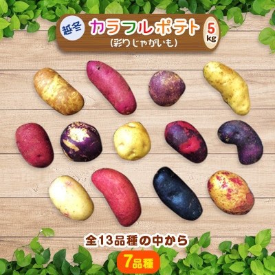 【十勝ガールズ農場】直送!越冬「カラフルポテト(彩りじゃがいも)」いろいろ試せる「7種」約5kg!【配送不可地域:離島】【1278030】北海道帯広市10000野菜・きのこじゃがいも・イモ類