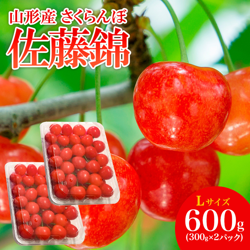 山形産 さくらんぼ 佐藤錦 L 600g(300g×2パック入) 【令和8年産先行予約】FS25-506山形県山形市18000果物・フルーツさくらんぼ