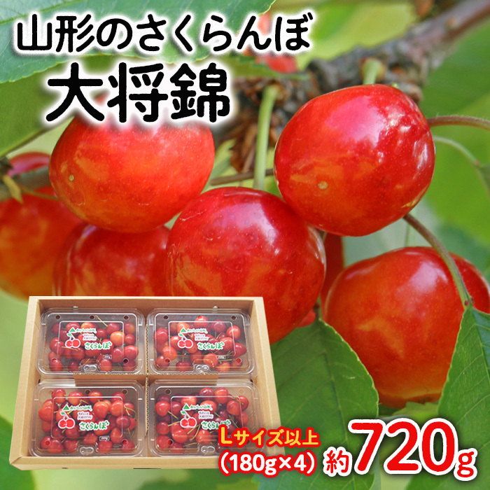山形のさくらんぼ 大将錦 Lサイズ以上 720g(180g×4) 【令和8年産先行予約】FS25-525山形県山形市14000果物・フルーツさくらんぼ