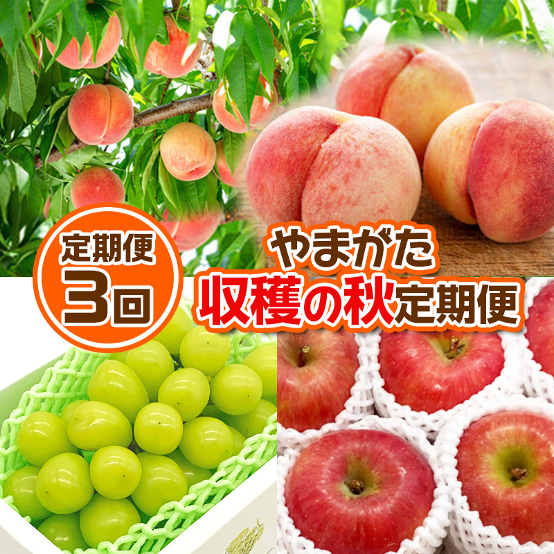 【定期便3回】やまがた 収穫の秋定期便【令和7年産先行予約】FS24-535山形県山形市30000果物・フルーツもも・すもも