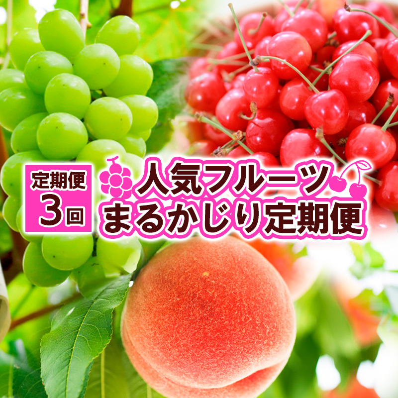 【定期便3回】人気フルーツ まるかじり定期便 FY25-826山形県山形市31000果物・フルーツもも・すもも
