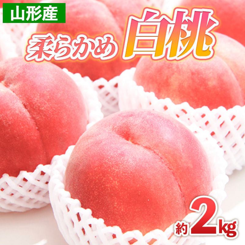 山形産 柔らかめ 白桃 約2kg 【令和7年産先行予約】FS24-788山形県山形市10000果物・フルーツもも・すもも
