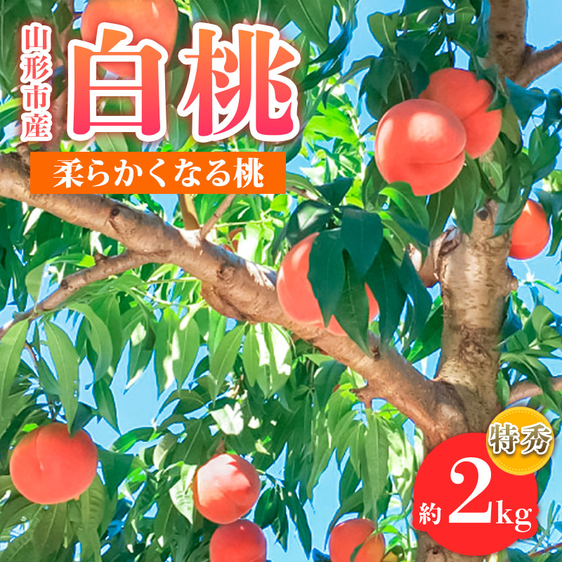 山形市産 白桃 特秀品 約2kg(4〜8玉)  柔らかくなる桃 【令和7年産先行予約】FS24-756山形県山形市11000果物・フルーツもも・すもも