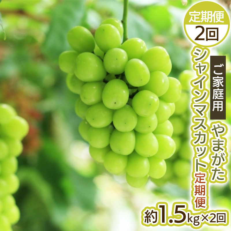 【定期便2回】ご家庭用 やまがた シャインマスカット 優品 約1.5kg×2回 FY25-047山形県山形市24000果物・フルーツマスカット・ぶどう