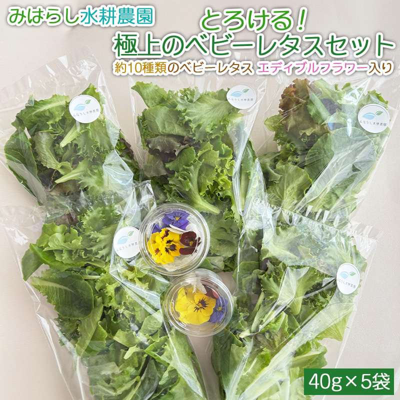 とろける!極上のベビーレタスセット 約10種類のベビーレタス エディブルフラワー入り 山形市みはらしの丘 自家栽培 高級ベビーレタス アクアポニックス 農薬不使用 日持ち 安心安全  FY25-