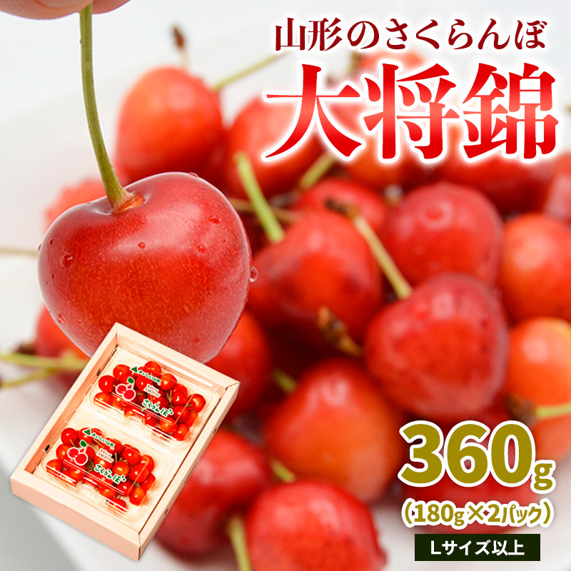 山形のさくらんぼ 大将錦 360gLサイズ以上 (180g×2パック) 【令和8年産先行予約】FS25-015山形県山形市10000果物・フルーツさくらんぼ