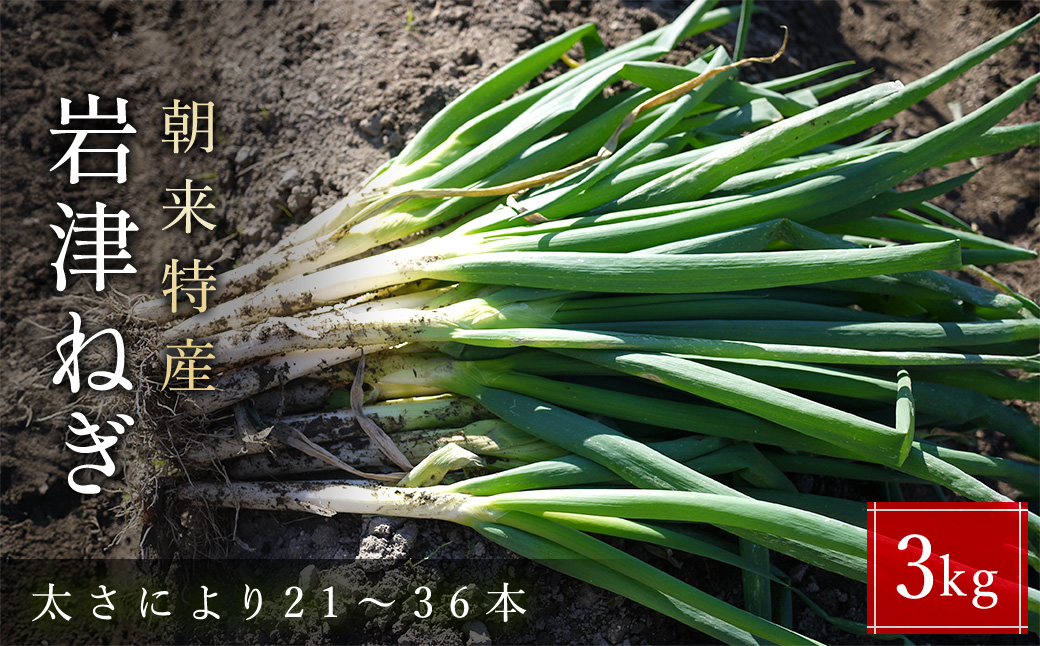 朝来市特産 岩津ねぎ 3kg (太さにより21〜36本) MLサイズ混載 AS51AB57-3兵庫県朝来市14000野菜・きのこ玉ねぎ・ねぎ
