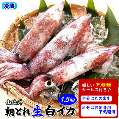 朝とれ白イカ(生・冷蔵)約1.5kg(5-8杯程度入) 半分は刺身用に下処理、半分は丸のままで【配送不可地域:離島・北海道・沖縄・東北】【1114070】兵庫県新温泉町30000魚介・海産物イカ・タコ・