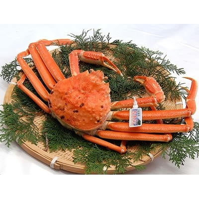 松葉ガニの本場よりプロ茹で松葉ガニ(冷凍) 1枚 約1kg【配送不可地域:離島】【1132204】兵庫県新温泉町150000魚介・海産物カニ