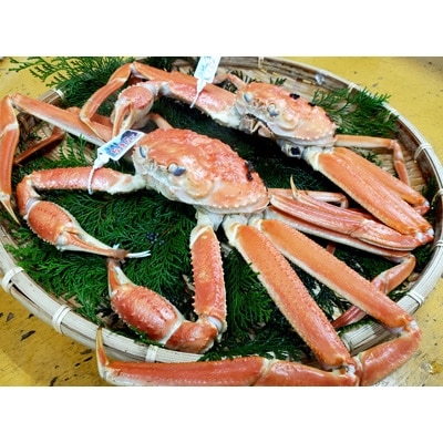 松葉ガニの本場・兵庫県新温泉町 とれたて 訳あり・松葉ガニ(釜茹で・冷蔵) 1〜3枚入【配送不可地域:離島・北海道・沖縄・東北】【1149855】兵庫県新温泉町100000魚介・海産物カニ