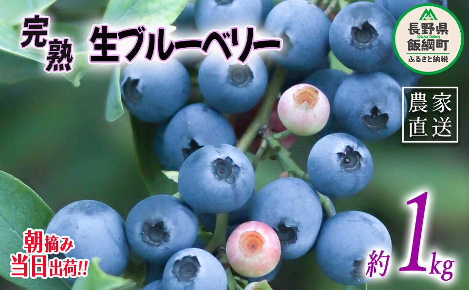朝摘み 完熟 ブルーベリー 1kg 井澤農園 配送先は本州限定 令和7年度収穫分 2025年7月上旬頃から2025年9月上旬頃まで順次発送予定 信州 果物 フルーツ ベリー 長野 14500円 予約 農家直送 長野県