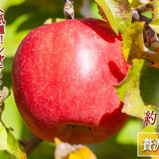  Tӂ ҂ґ ƒp 3kg V_ ꌧւ̔zs 2025N11{2026N2{܂ŏ\ ߘa7Nxn 쌧 эj [1808]  쌧эj9500ʕ