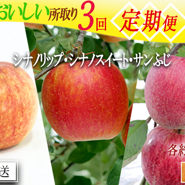 季節のおいしい所取りりんご 【 定期便 】 家庭用 3kg × 3回 大友農場 エコファーマー認定 沖縄県への配送不可 2025年8月中旬頃から2025年12月下旬頃まで順次発送予定 令和7年度収穫分 信州 果