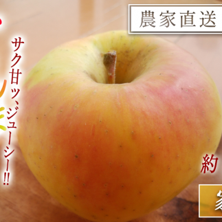  ܖ 3kg ƒp F_ ւ͔zs  2025N11{甭\ 쌧 эj [1549]쌧эj9500ʕEt[c񂲁E