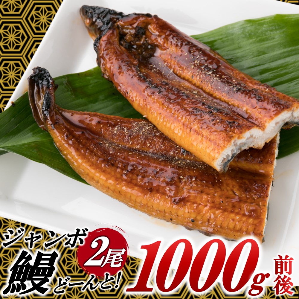 A1470.ジャンボうなぎの蒲焼2尾(計1,000g前後)『1〜2ヶ月前後でお届け!!』福岡県新宮町10000魚介・海産物うなぎ