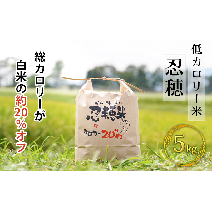 低カロリー米 忍穂(おしほ)5kg お米 長野県箕輪町10000米・パン白米