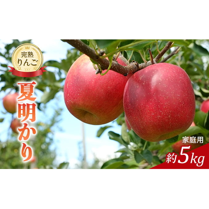 先行予約 りんご 夏明かり 5kg 2024年 令和6年発送 完熟りんご 不揃いで小玉だけど美味しいよ 林檎 リンゴ 果物 くだもの フルーツ 旬の果物 旬のフルーツ 家庭用 信州 長野 長野県 長野県箕輪