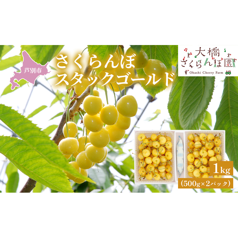 【先行受付】さくらんぼ スタックゴールド1kg(500g×2パック)サクランボ 黄 大橋 芦別 希少 果物類 フルーツ チェリー 北海道芦別市22000果物・フルーツさくらんぼ