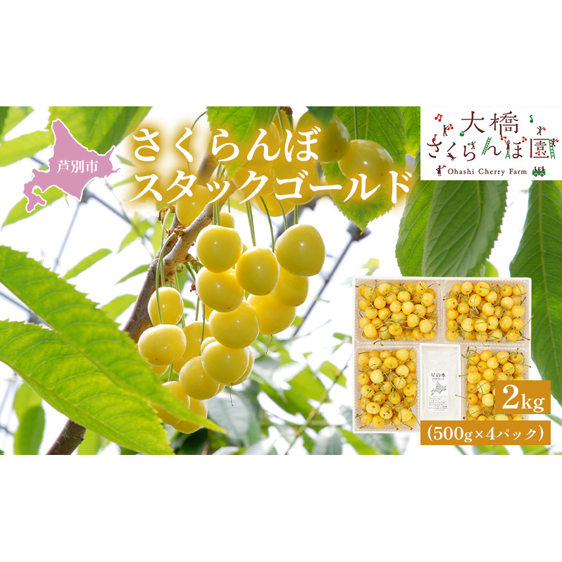 【先行受付】スタックゴールド黄 2kg(500g×4パック)サクランボ 黄 大橋 芦別 希少 大容量 果物類 フルーツ さくらんぼ チェリー 北海道芦別市32000果物・フルーツさくらんぼ