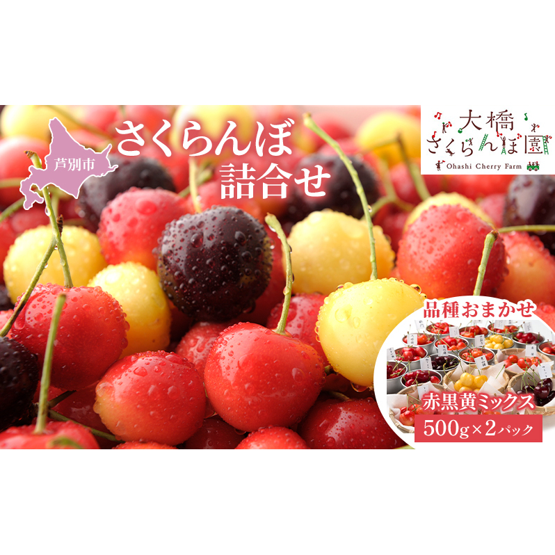  500g ×2 pbN ԍ~bNX 勴ډ TN{ `F[ ʕ ʕ t[c fU[g n VN  lC kC ʎskCʎs40000ʕEt[c