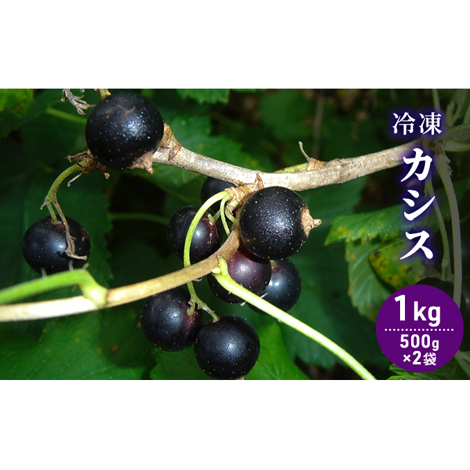 自家農園産・冷凍カシス1kg(500g×2袋) 果物 果実 フルーツ セット 詰め合わせ 北海道南富良野町13000果物・フルーツその他 果物・フルーツ
