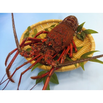 常陸乃国いせ海老 1尾(600〜700g) 冷凍【配送不可地域:離島】【1599662】茨城県ひたちなか市22000魚介・海産物エビ