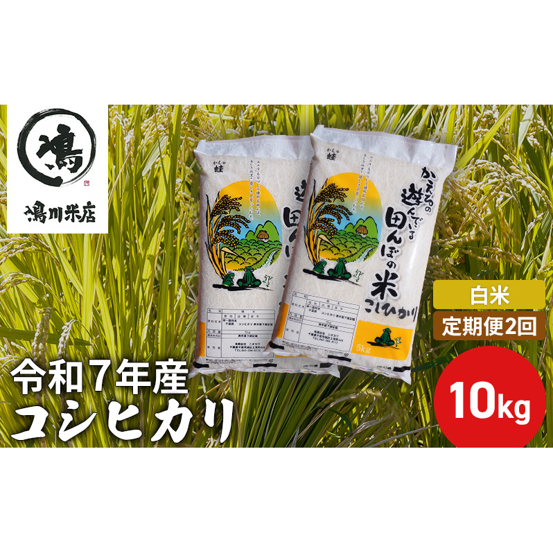 【定期2ヶ月】新米 コシヒカリ 白米 10kg(5kg×2)令和7年産 お米 銘柄米 ご飯 おにぎり お弁当 和食 食卓 精米 国産 千葉県産 産地直送 千葉県千葉市56000米・パン白米