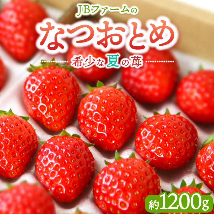 【先行予約】【産地直送】JBファームのなつおとめ(約1200g) | 栃木県宇都宮市 いちご イチゴ 苺 なつおとめ ※2025年6月上旬〜2026年1月下旬頃に順次発送予定栃木県宇都宮市26000果物・フル