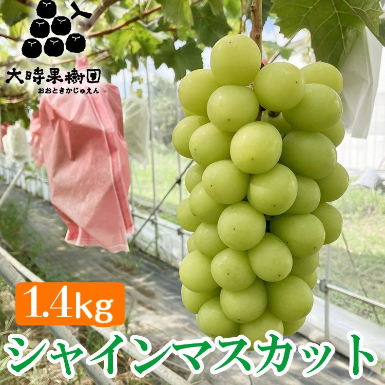 VC}XJbg 1.4kg@2025N9{菇\Ȗ،Fs{s75000ʕEt[c}XJbgEԂǂ
