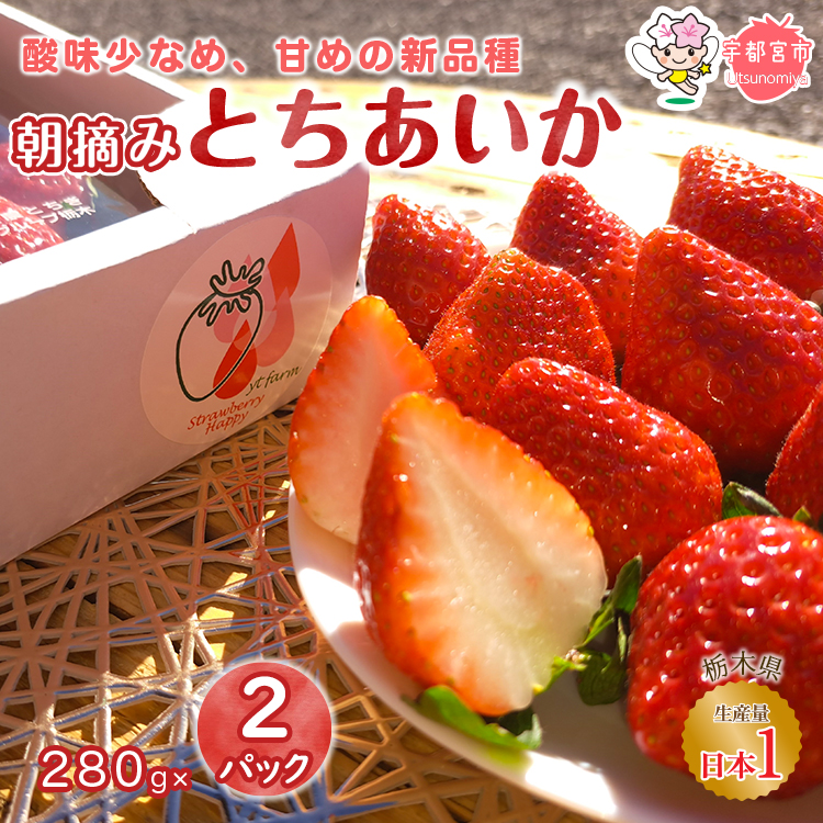 朝摘み とちあいか 2パックセット  | いちご 栃木 とちあいか 甘い 糖度 旬 新鮮 フルーツ 果物 アレンジ スイーツ いちごジャム フルーツサンド※離島への配送不可 ※2026年1月〜3月頃に順次