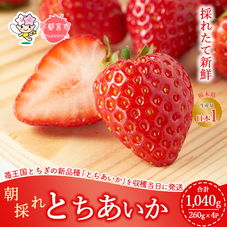 特大‼️新鮮朝採りいちご 特大 新鮮朝採りいちご 食品