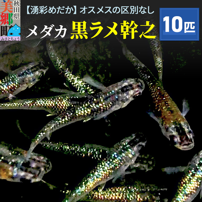 めだか 黒ラメ幹之10匹 メダカ 生体 観賞用 魚 ペット 観賞魚 | 秋田県美郷町 | JRE MALLふるさと納税