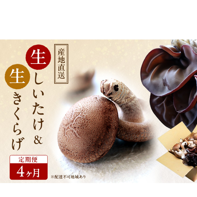 【 産地直送 】 有機JAS 生椎茸 800g & 生きくらげ 200g 定期便 4ヶ月 オーガニック しいたけ 椎茸 きくらげ きのこ 野菜 岡山県 玉野市 栽培期間中化学肥料不使用 栽培期間中農薬不使用 野菜セ