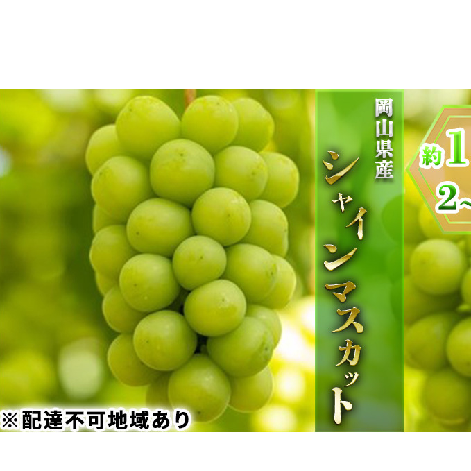 ぶどう 2026年 先行予約 シャイン マスカット 約1.3kg 2〜3房 ブドウ 葡萄  岡山県産 国産 フルーツ 果物 ギフト岡山県玉野市28000果物・フルーツマスカット・ぶどう