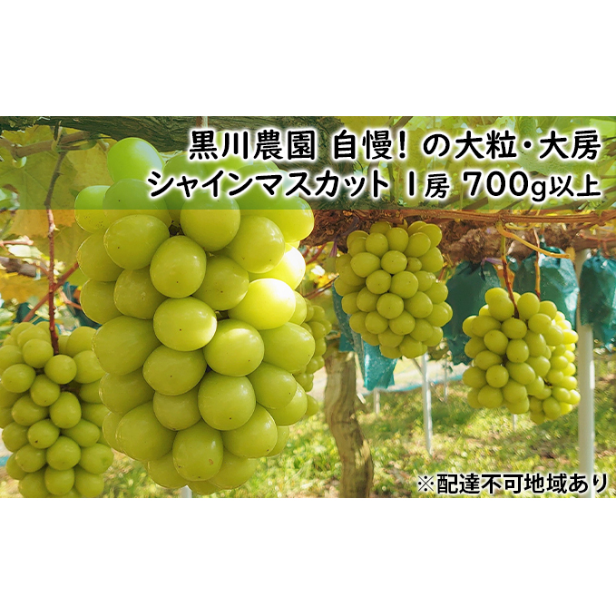 ぶどう 2025年 先行予約 黒川農園 自慢 ! の 大粒 大房 シャイン マスカット 1房 700g以上 ブドウ 葡萄  岡山県産 国産 フルーツ 果物 ギフト 果物類 シャインマスカット 岡山県玉野市16000果物・