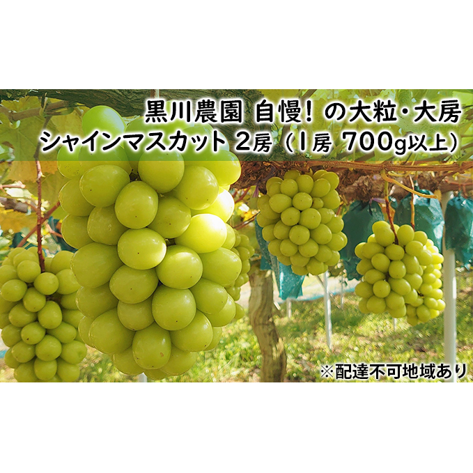 ぶどう 2025年 先行予約 黒川農園 自慢 ! の 大粒 大房 シャイン マスカット 2房 (1房 700g以上) ブドウ 葡萄  岡山県産 国産 フルーツ 果物 ギフト 果物類 シャインマスカット 種無し 皮ごと