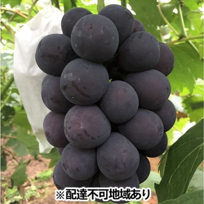 ぶどう 2024年 先行予約 ニュー ピオーネ 約5kg 6〜10房 ブドウ 葡萄  岡山県産 国産 フルーツ 果物 ギフト 丘の上のぶどう畑 果物類 岡山県玉野市73000果物・フルーツマスカット・ぶどう