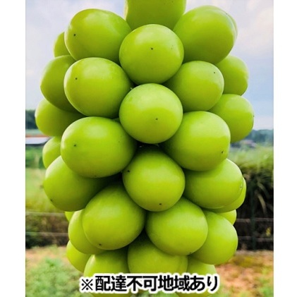 Ԃǂ 2024N s\ VC }XJbg 2kg 2`4[ uhE   RY Y t[c ʕ Mtg ȕ̂Ԃǂ ʕ VC}XJbg Rʖs40000ʕEt[c}