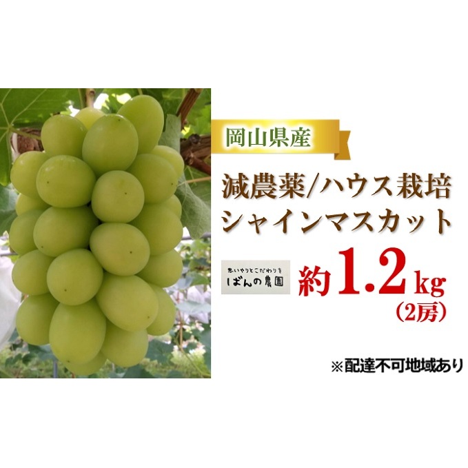 ぶどう 2025年 先行予約 シャイン マスカット 約1.2kg 2房 減農薬/ハウス栽培 ブドウ 葡萄  岡山県産 国産 フルーツ 果物 ギフト ばんの農園 果物類 シャインマスカット 岡山県玉野市25000果物